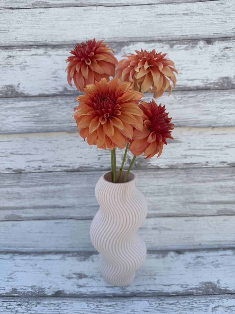 Dahlia Bloomquist Pleasing (Limit 1)