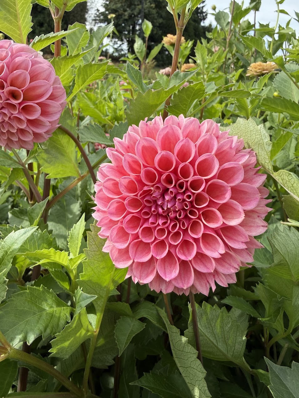 Dahlia Braken Rose (US) (Limit 1)