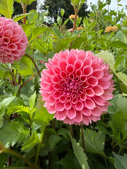 Dahlia Braken Rose (US) (Limit 1)