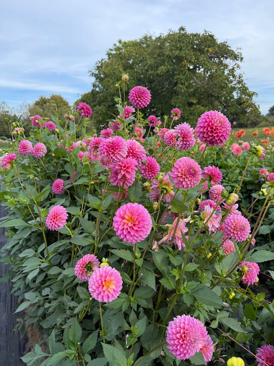 Dahlia Skipley Spot of Gold