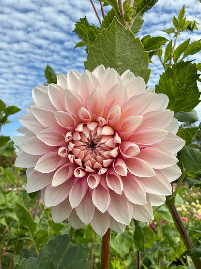 Dahlia Budapest Blush