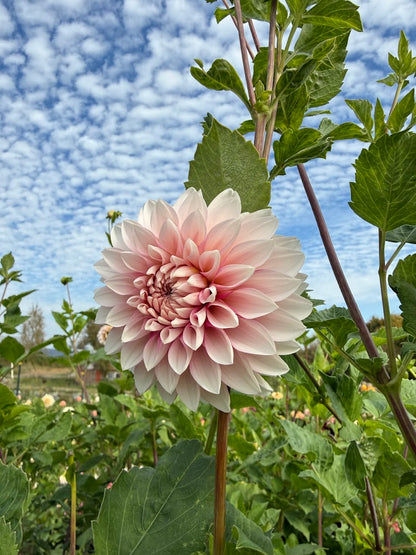 Dahlia Budapest Blush