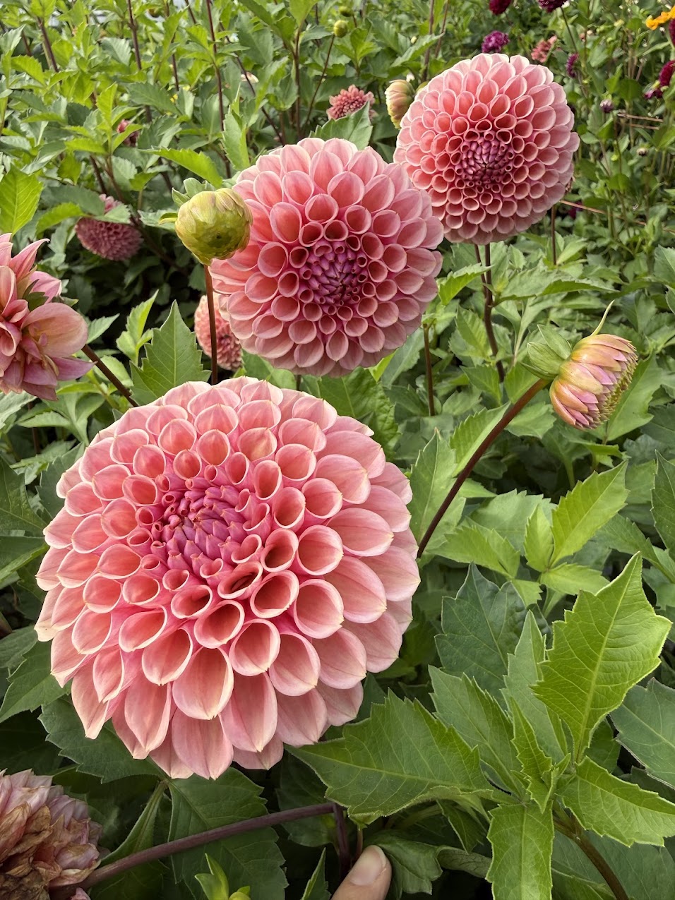 Dahlia Braken Rose (US) (Limit 1)