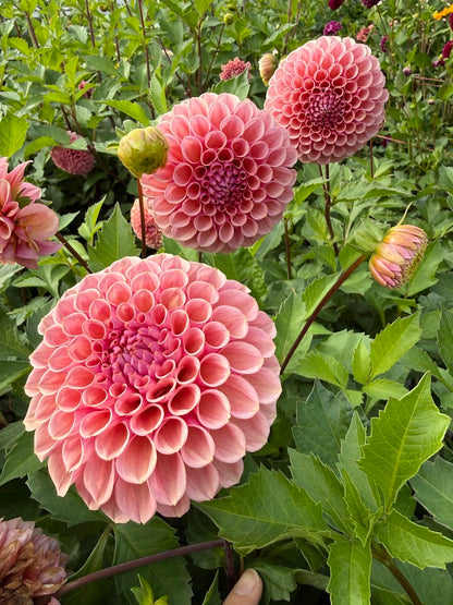 Dahlia Braken Rose (US) (Limit 1)