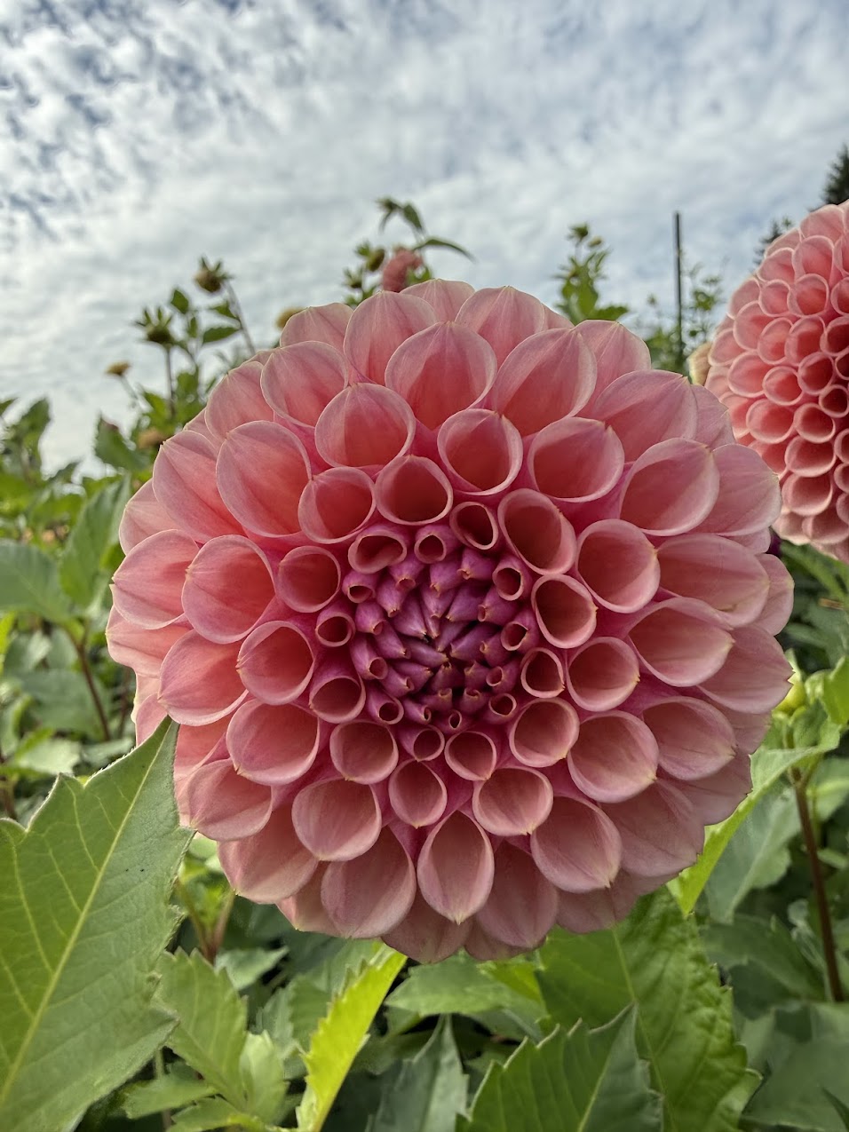 Dahlia Braken Rose (US) (Limit 1)