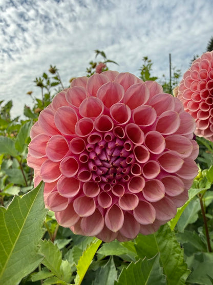 Dahlia Braken Rose (US) (Limit 1)