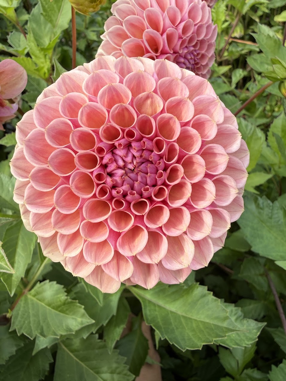 Dahlia Braken Rose (US) (Limit 1)