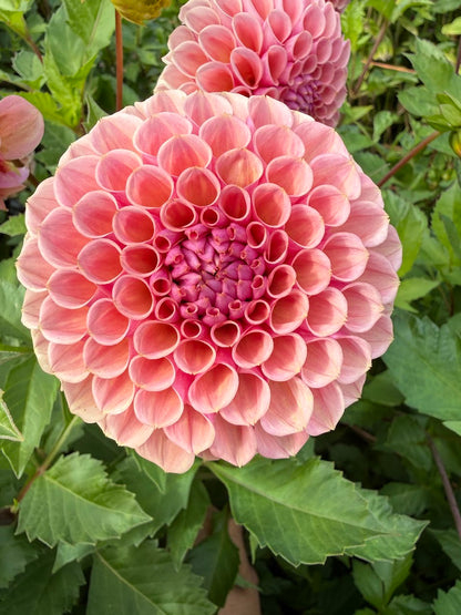 Dahlia Braken Rose (US) (Limit 1)