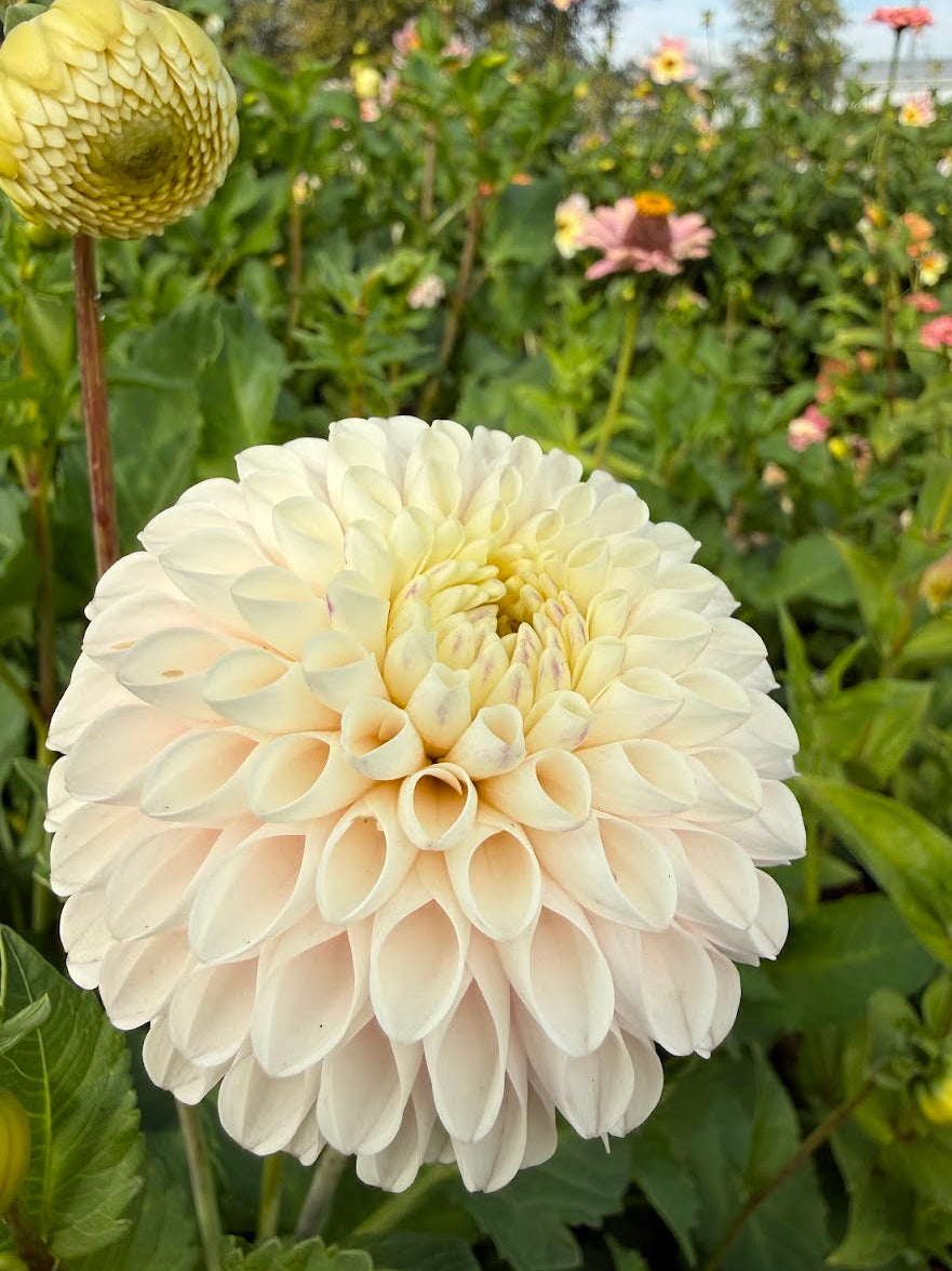Dahlia Camano Zoe