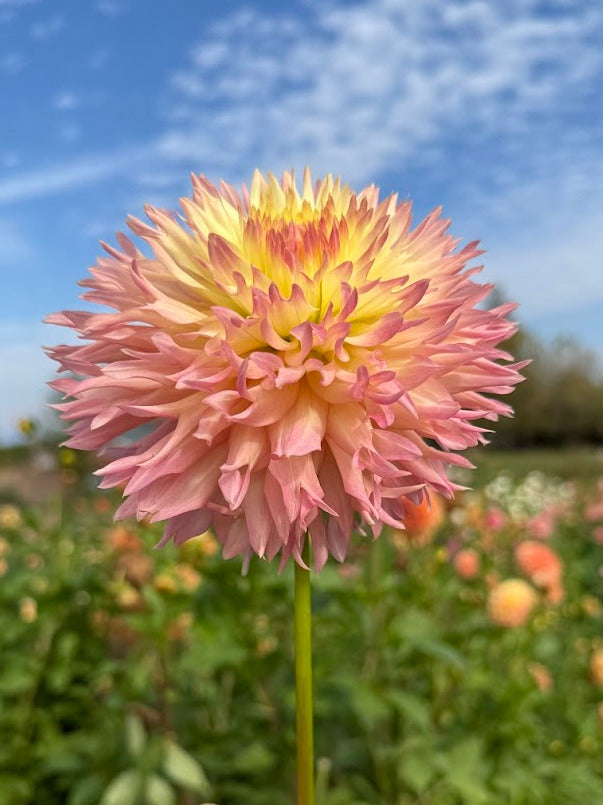 Dahlia Hapet Champagne (Limit 1)