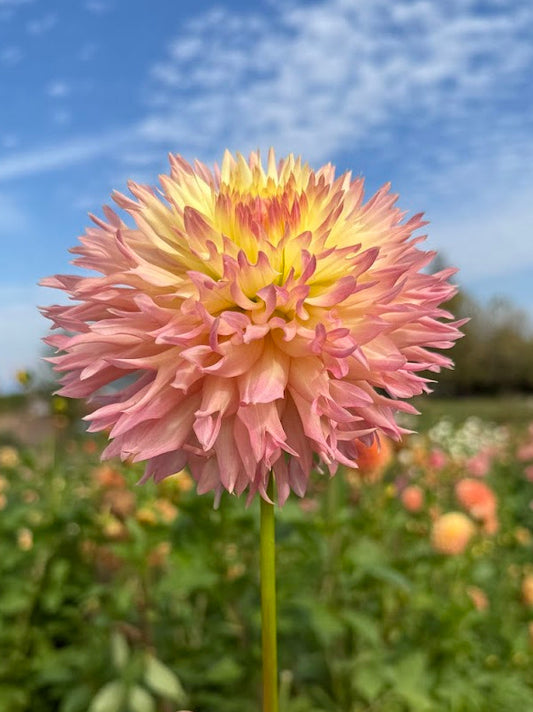 Dahlia Hapet Champagne (Limit 1)