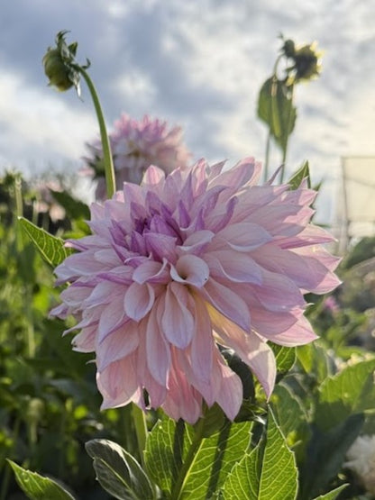 Dahlia Bloomquist Compare
